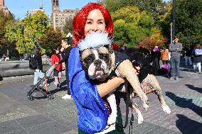 Washington Square Park Dog Halloween