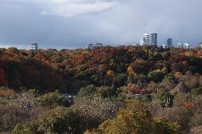 Autumn Weather In Toronto, Canada