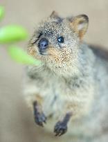 A Quokka At Featherdale Wildlife Park - Sydney