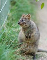 A Quokka At Featherdale Wildlife Park - Sydney