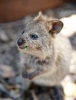 A Quokka At Featherdale Wildlife Park - Sydney