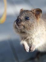 A Quokka At Featherdale Wildlife Park - Sydney