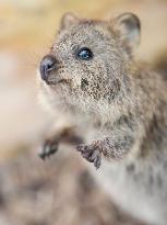 A Quokka At Featherdale Wildlife Park - Sydney