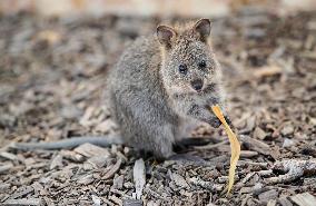 A Quokka At Featherdale Wildlife Park - Sydney