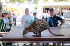 A Quokka At Featherdale Wildlife Park - Sydney