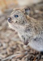 A Quokka At Featherdale Wildlife Park - Sydney