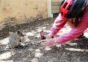 A Quokka At Featherdale Wildlife Park - Sydney