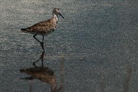 Lesser Yellow Legs