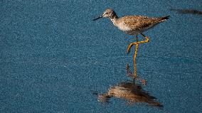 Lesser Yellow Legs