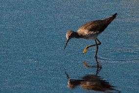 Lesser Yellow Legs