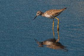 Lesser Yellow Legs