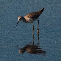 Lesser Yellow Legs