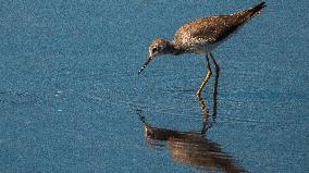 Lesser Yellow Legs