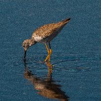 Lesser Yellow Legs