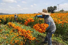 Harvest Cempasuchil Flowers For Day Of The Dead Celebrations