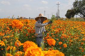 Harvest Cempasuchil Flowers For Day Of The Dead Celebrations