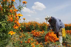 Harvest Cempasuchil Flowers For Day Of The Dead Celebrations