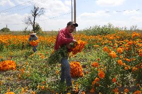 Harvest Cempasuchil Flowers For Day Of The Dead Celebrations