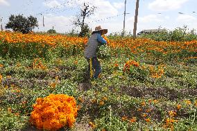 Harvest Cempasuchil Flowers For Day Of The Dead Celebrations