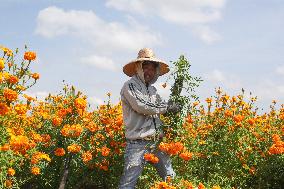 Harvest Cempasuchil Flowers For Day Of The Dead Celebrations