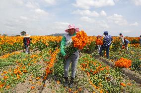 Harvest Cempasuchil Flowers For Day Of The Dead Celebrations