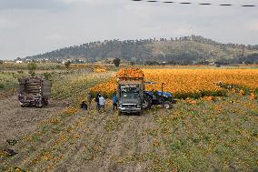 Harvest Cempasuchil Flowers For Day Of The Dead Celebrations