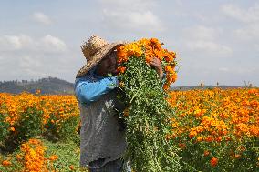 Harvest Cempasuchil Flowers For Day Of The Dead Celebrations