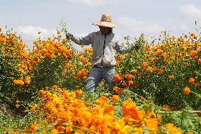 Harvest Cempasuchil Flowers For Day Of The Dead Celebrations