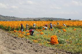 Harvest Cempasuchil Flowers For Day Of The Dead Celebrations