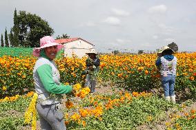 Harvest Cempasuchil Flowers For Day Of The Dead Celebrations