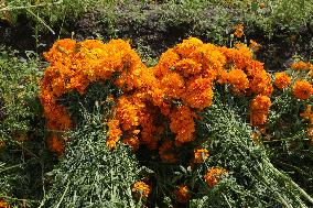 Harvest Cempasuchil Flowers For Day Of The Dead Celebrations