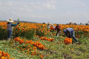 Harvest Cempasuchil Flowers For Day Of The Dead Celebrations