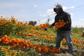 Harvest Cempasuchil Flowers For Day Of The Dead Celebrations