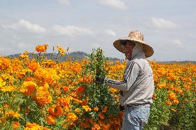 Harvest Cempasuchil Flowers For Day Of The Dead Celebrations