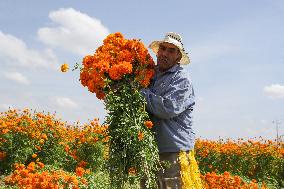 Harvest Cempasuchil Flowers For Day Of The Dead Celebrations