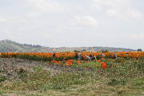 Harvest Cempasuchil Flowers For Day Of The Dead Celebrations