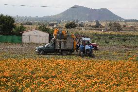 Harvest Cempasuchil Flowers For Day Of The Dead Celebrations