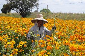 Harvest Cempasuchil Flowers For Day Of The Dead Celebrations