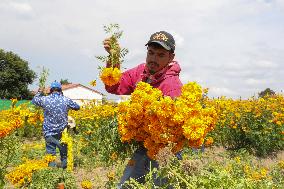 Harvest Cempasuchil Flowers For Day Of The Dead Celebrations