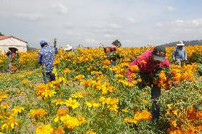 Harvest Cempasuchil Flowers For Day Of The Dead Celebrations