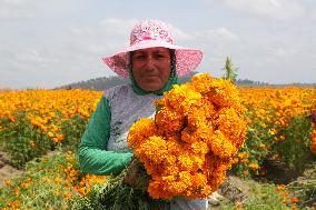 Harvest Cempasuchil Flowers For Day Of The Dead Celebrations