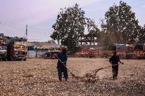 Apple Business In Kashmir