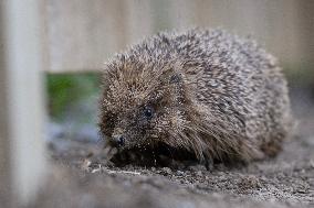 Hedgehog - New Zealand