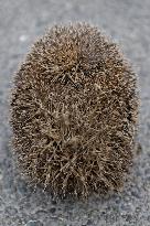 Hedgehog - New Zealand