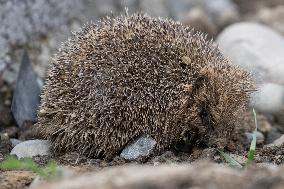 Hedgehog - New Zealand