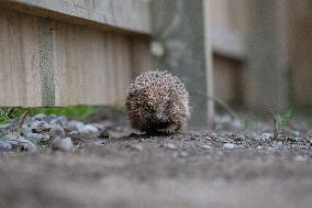 Hedgehog - New Zealand