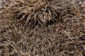 Hedgehog - New Zealand