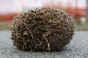 Hedgehog - New Zealand