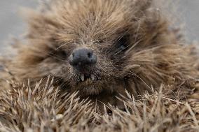 Hedgehog - New Zealand