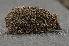 Hedgehog - New Zealand